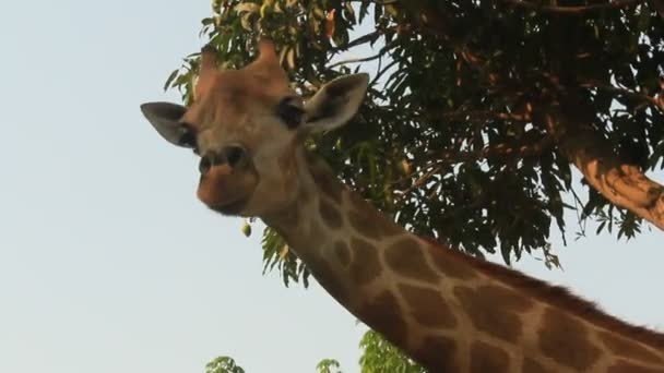 Girafas na natureza — Vídeo de Stock