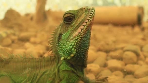 Lagarto en el jardín — Vídeos de Stock