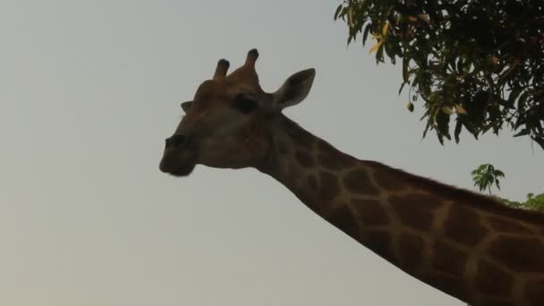 Жирафы в природе — стоковое видео