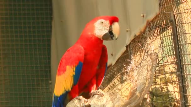 Macaw in park — Stock Video