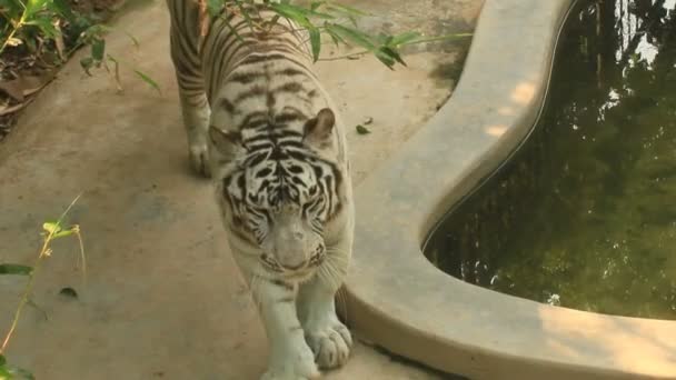 Tigris a parkban — Stock videók