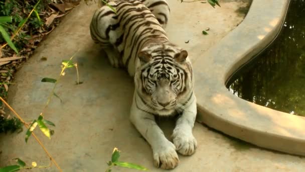 Tigre en el parque — Vídeo de stock
