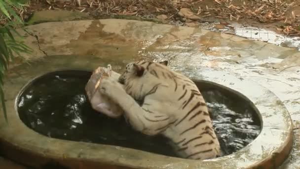 Тигр в парке — стоковое видео