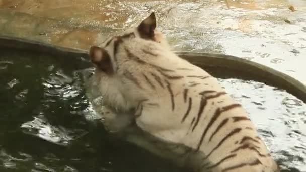 Tygr v parku — Stock video
