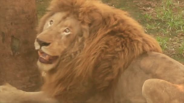 Lion in de natuur — Stockvideo