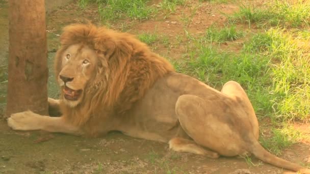 自然界中的狮子 — 图库视频影像