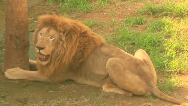 León en la naturaleza — Vídeos de Stock