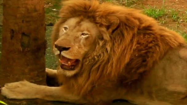 Лев в природе — стоковое видео