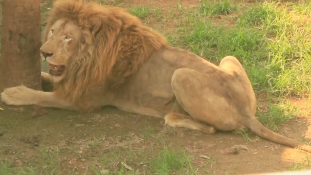 León en la naturaleza — Vídeos de Stock