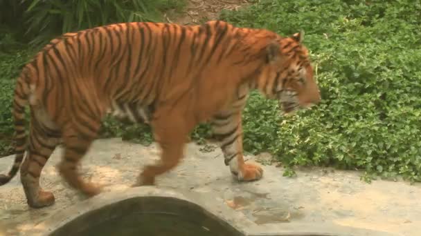 Tijger in het park — Stockvideo