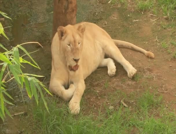 León en la naturaleza — Vídeo de stock