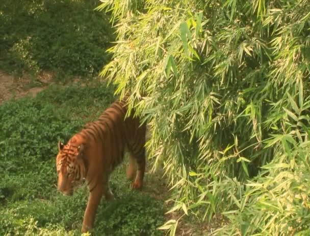Tiger im Park — Stockvideo
