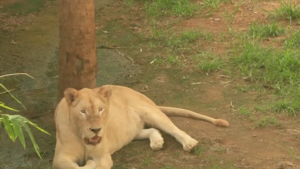 León en la naturaleza — Vídeos de Stock