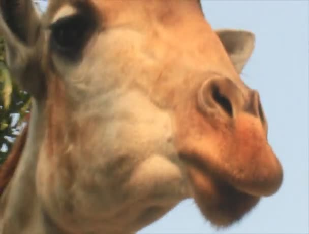 girafes dans la nature 