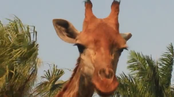 Jirafas en la naturaleza — Vídeo de stock