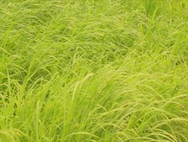 Rüzgarda yeşil çimen