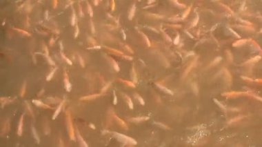 Tilapia su altında balık çiftliğinde