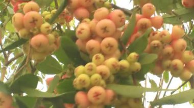 Erik ve erik ağacı