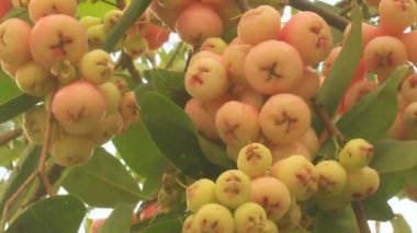 Erik ve erik ağacı