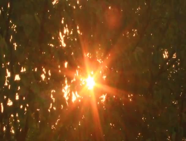 De zon, via de bladeren — Stockvideo