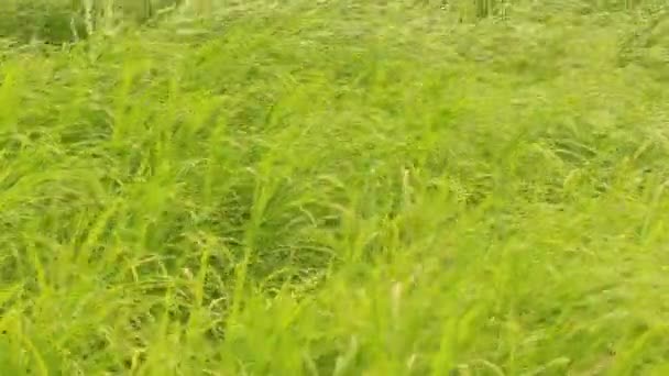 Zöld fű a szélben — Stock videók