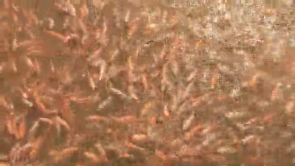Tilapia pod wodą w hodowli ryb — Wideo stockowe
