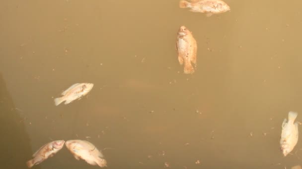 Peixes mortos no rio — Vídeo de Stock