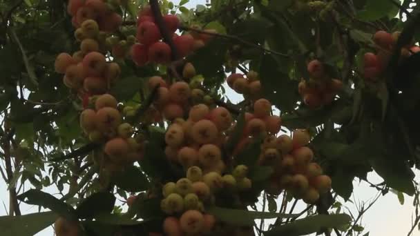 Plum en plum tree — Stockvideo