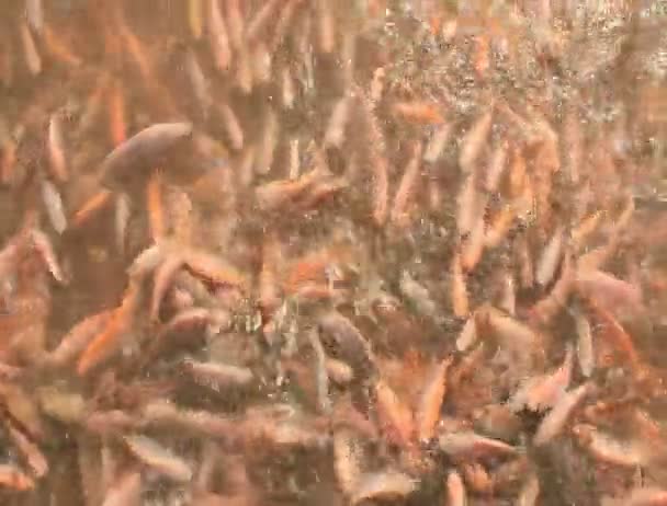 Tilapia unter Wasser in einer Fischzucht — Stockvideo