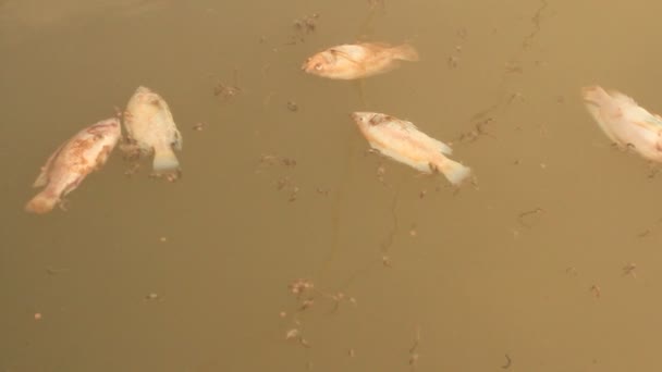 Peces muertos en el río — Vídeos de Stock