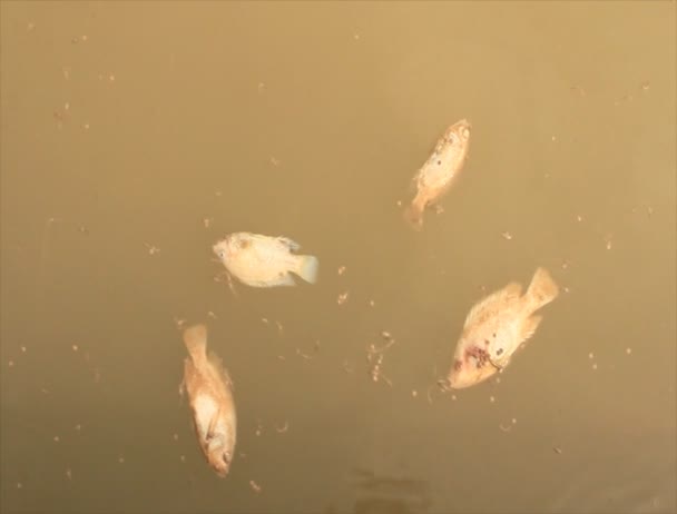 Peces muertos en el río — Vídeos de Stock