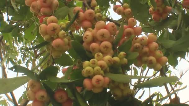 Pflaume und Zwetschgenbaum — Stockvideo