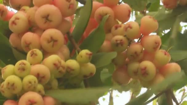 梅花和李子树 — 图库视频影像