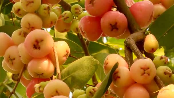 Plum and plum tree — Stock Video