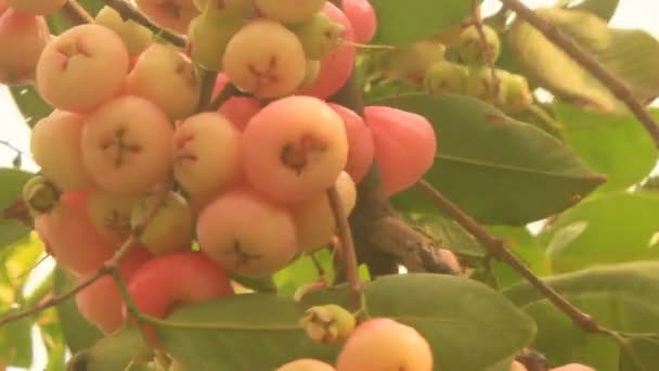 Plum and plum tree — Stock Video