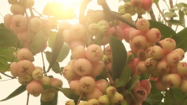 Plum and plum tree — Stock Video