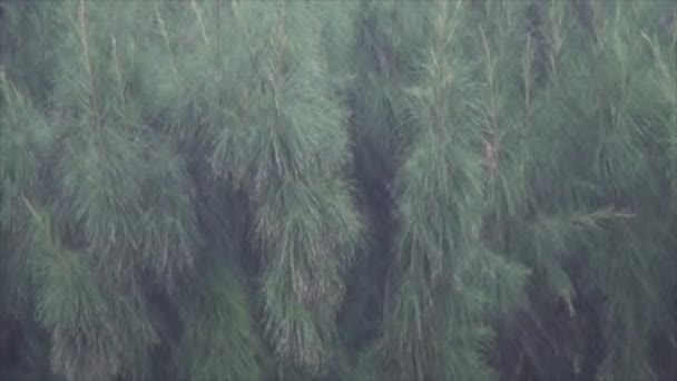 Βροχή σε φύλλα — Αρχείο Βίντεο