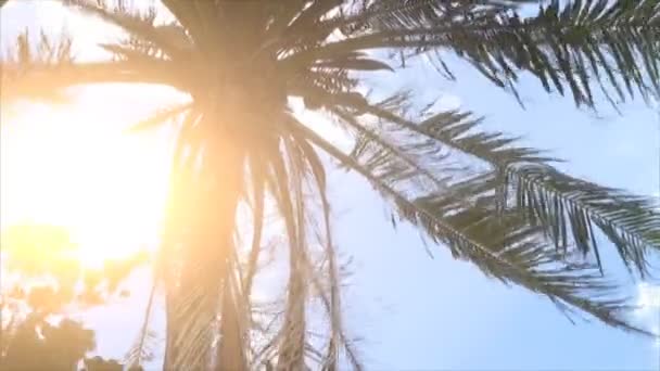 Kokosové palmy na ostrově — Stock video