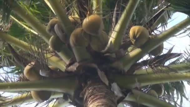 Pohon kelapa di pulau. — Stok Video