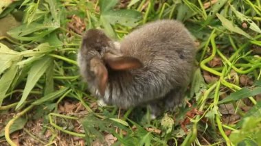 Yeşil çimenlerin üzerinde hisse senedi tavşan