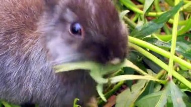 Yeşil çimenlerin üzerinde hisse senedi tavşan