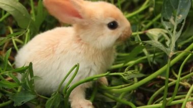 Yeşil çimenlerin üzerinde hisse senedi tavşan