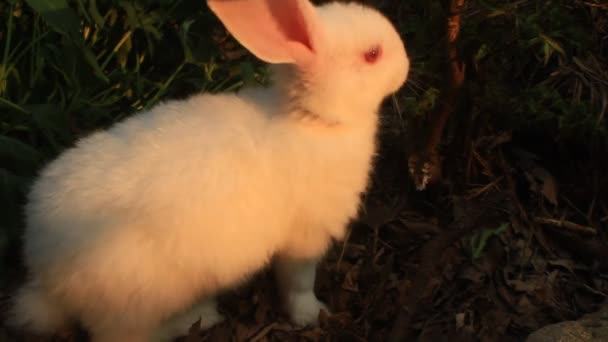Кролик на зеленому газоні Сток — стокове відео