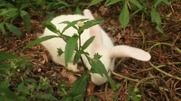 Conejo en un césped verde Stock — Vídeo de stock