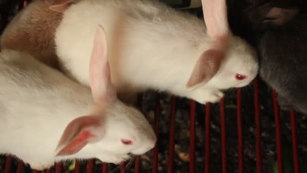 Кролики в клетке — стоковое видео