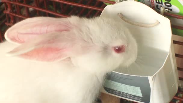 Conejos en jaula — Vídeo de stock