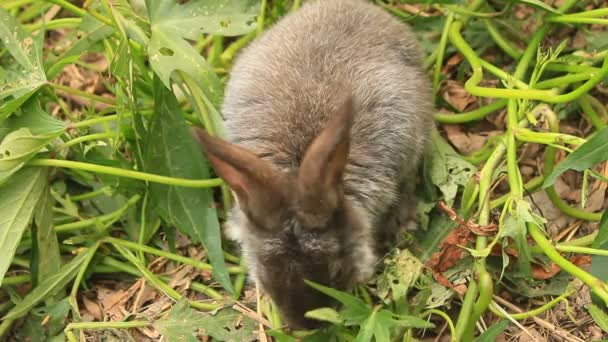 녹색 잔디 주식에 토끼 — 비디오