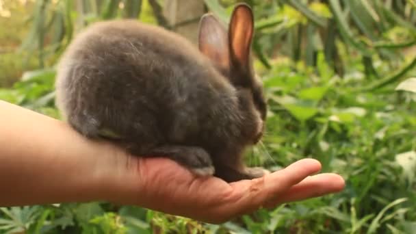 Lapin à portée de main — Video