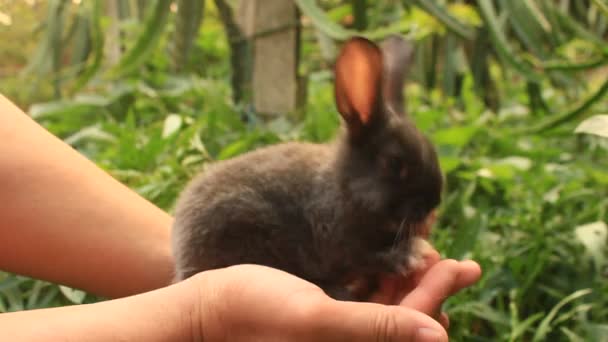 Rabbit on hand — Stock Video