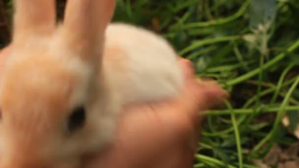 Kaninchen zur Hand — Stockvideo